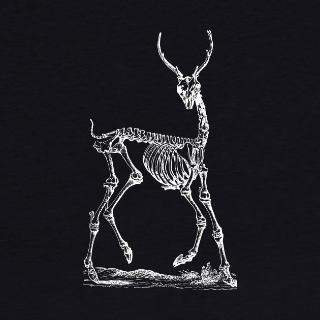 Deer Skeleton by tommartinart